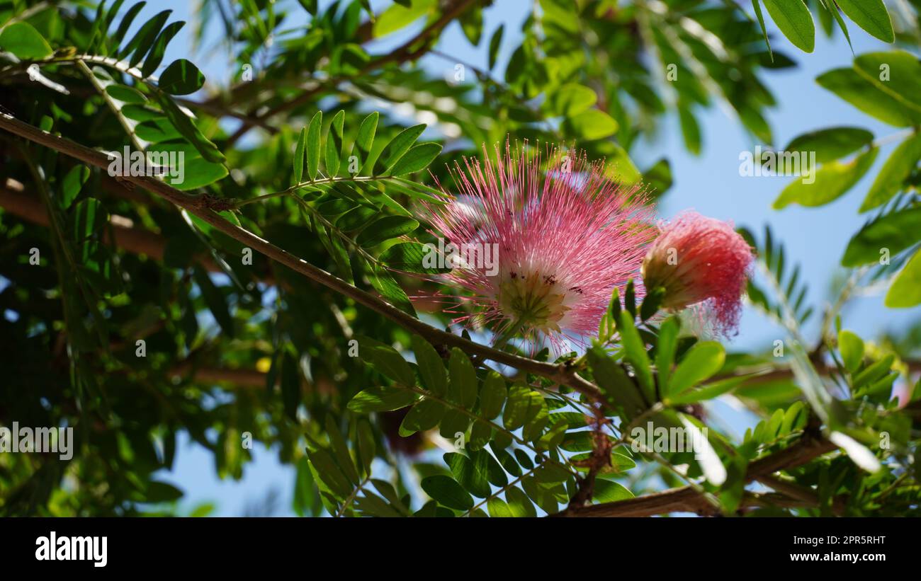 Fleurs d'acacia (albizzia Julibrissin) arbre de soie persane Banque D'Images