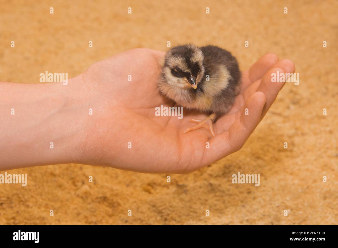 Petit oiseau poussin petit poulet mignon gros plan à la main sur fond sciure. Banque D'Images