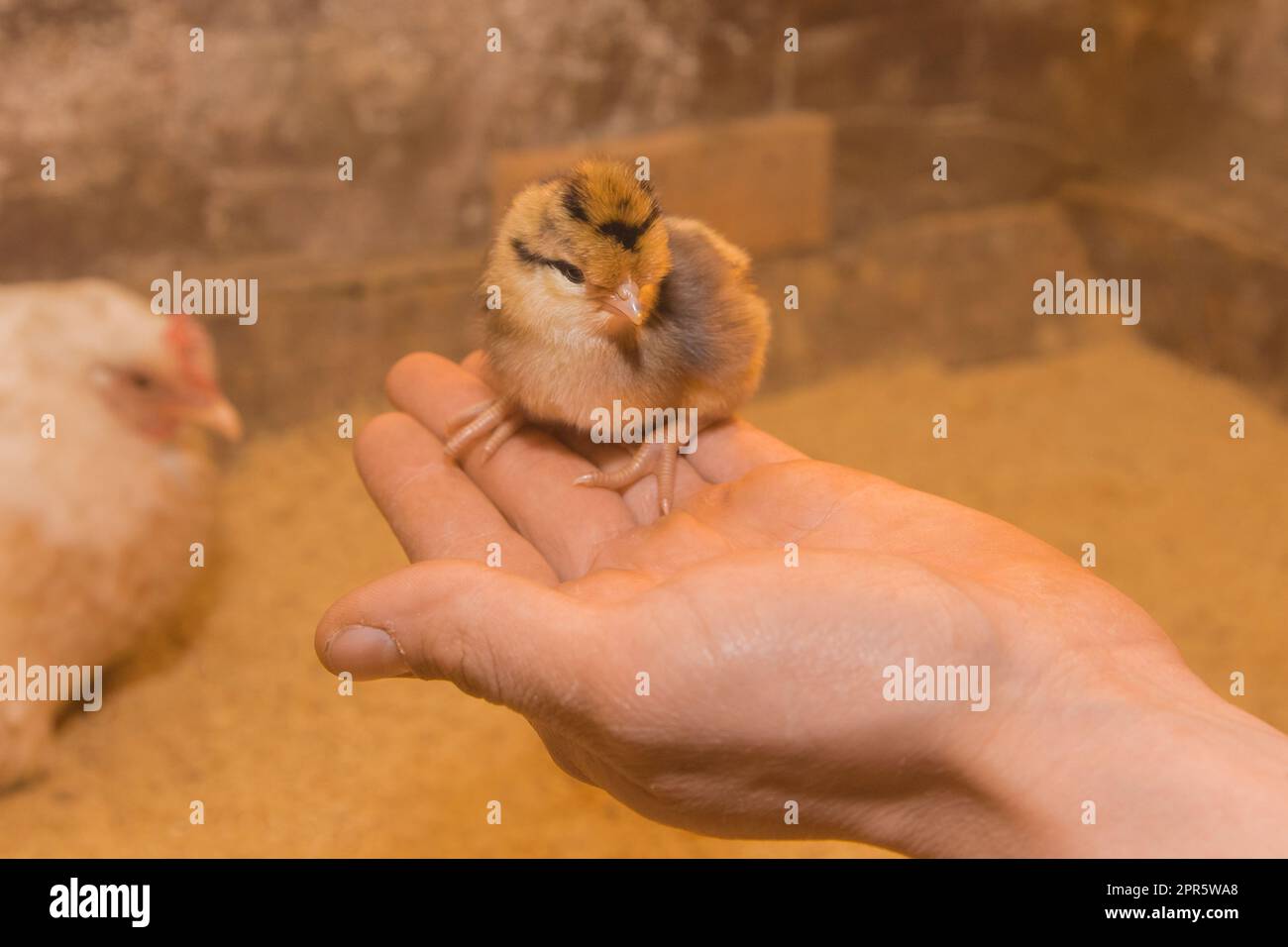 Petit poussin petit mignon poulet moelleux à la main sur fond de grange. Banque D'Images