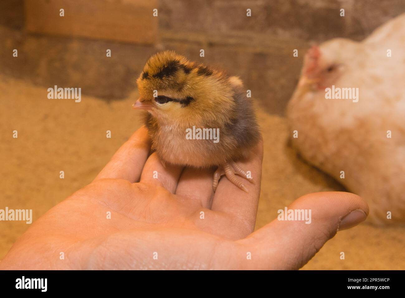 Petit poussin petit poulet mignon en gros plan à la main sur fond de grange. Banque D'Images