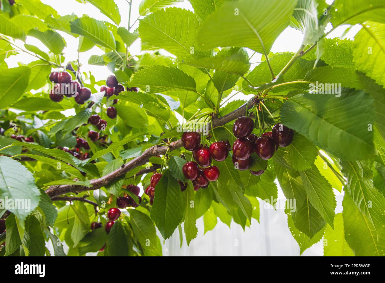Cerises savoureuses (cerises douces) accrochées à un cerisier Banque D'Images