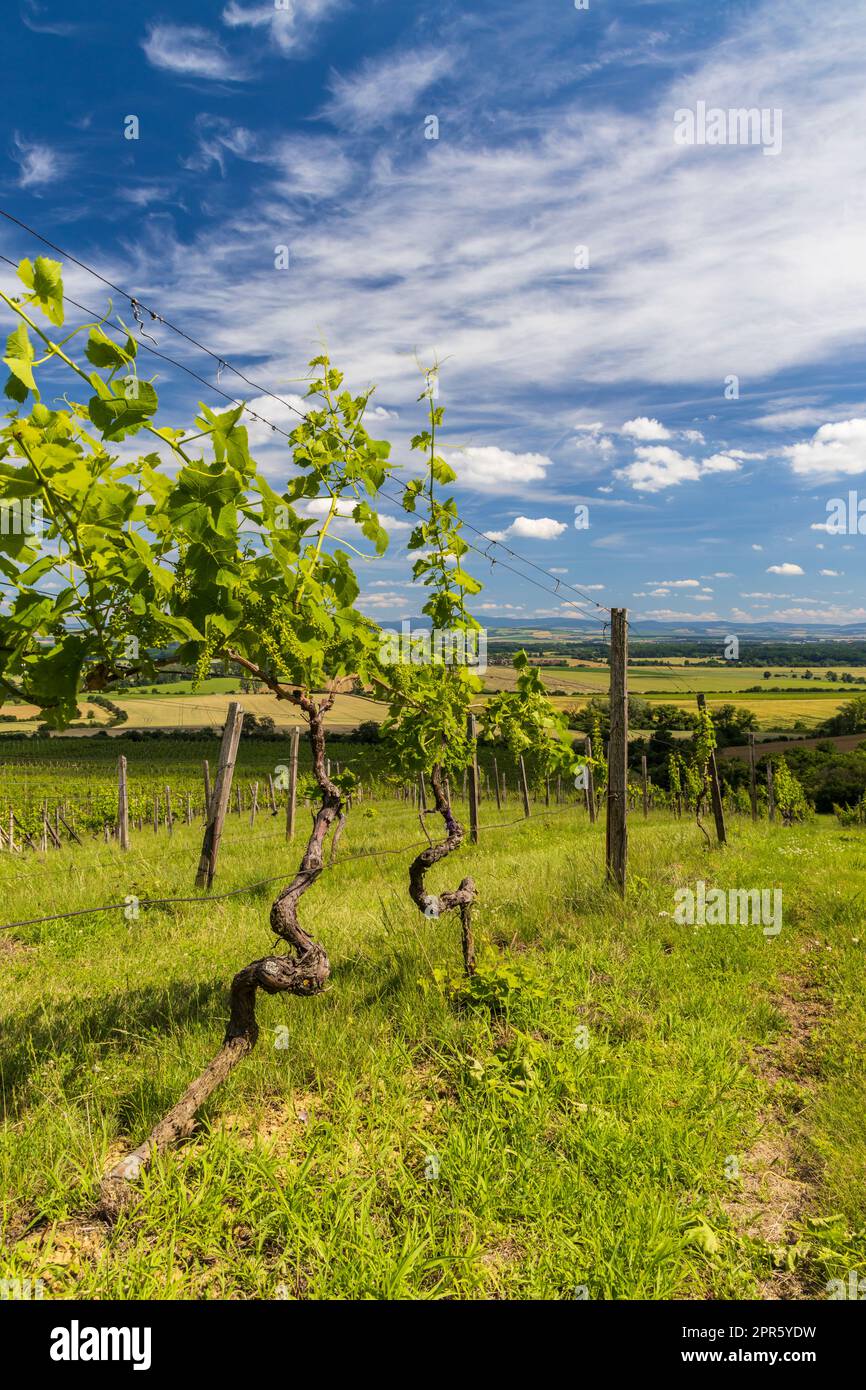 Vignobles près de Polesovice, Moravie du Sud, République tchèque Banque D'Images