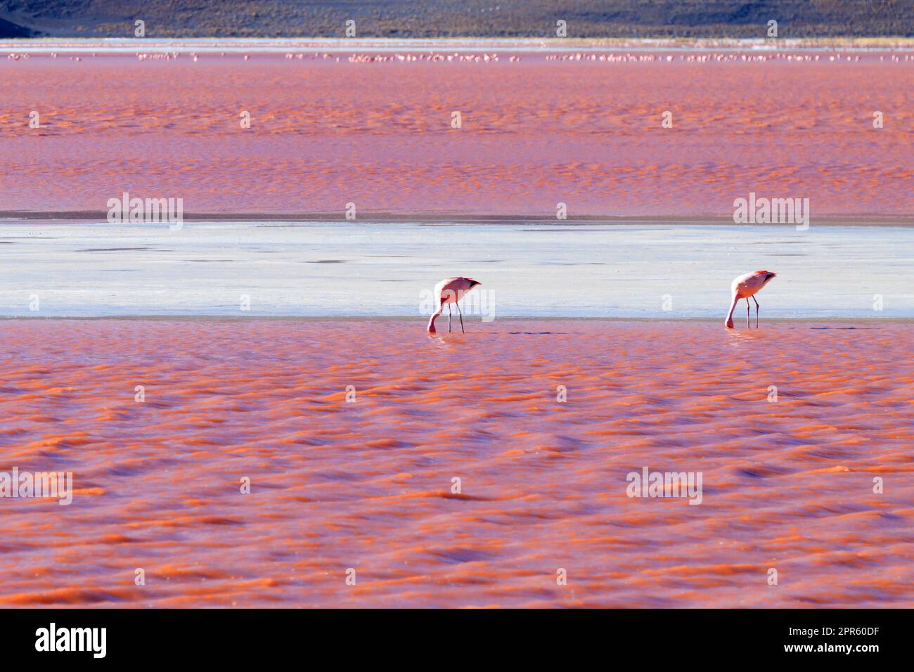 Laguna Colorada flamants, Bolivie Banque D'Images