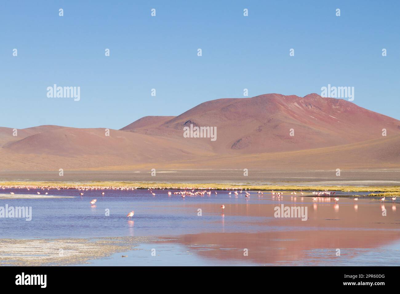 Laguna Colorada flamants, Bolivie Banque D'Images