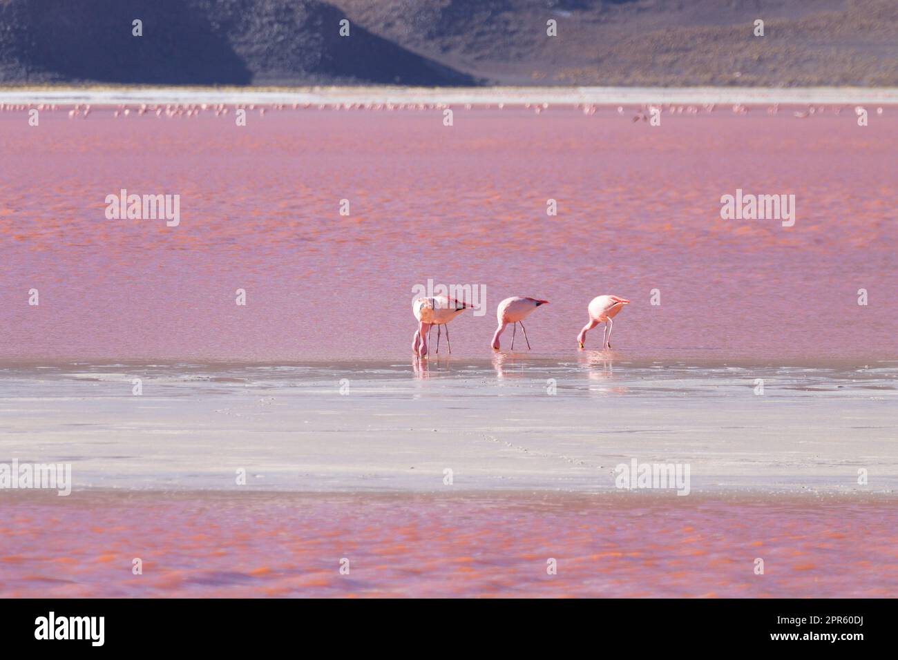 Laguna Colorada flamants, Bolivie Banque D'Images