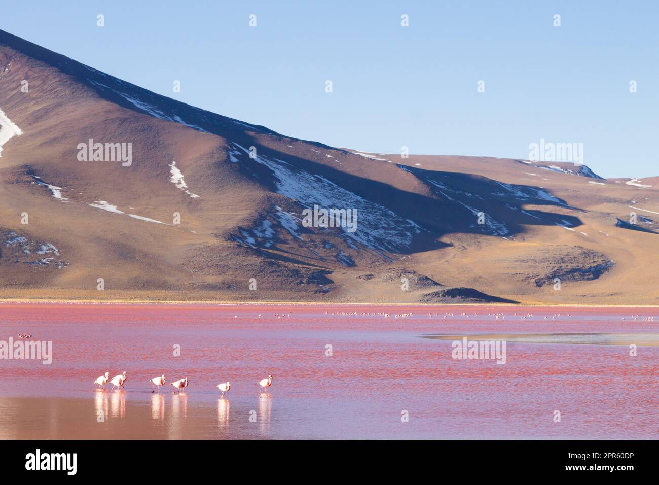 Laguna Colorada flamants, Bolivie Banque D'Images