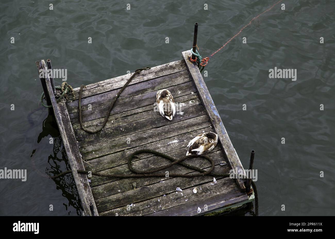 Canards sur un quai de mer Banque D'Images