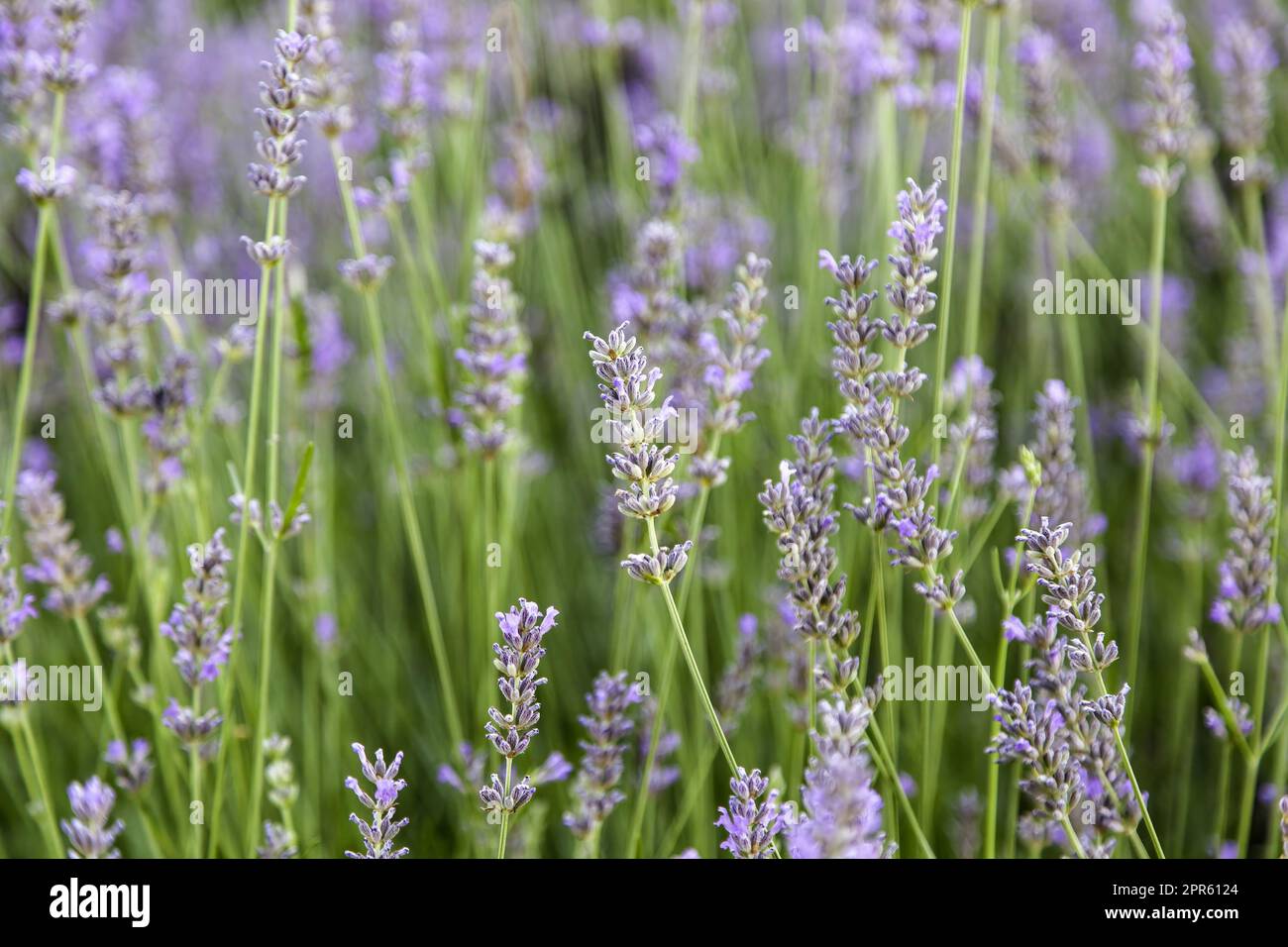 Abeilles dans la lavande Banque D'Images