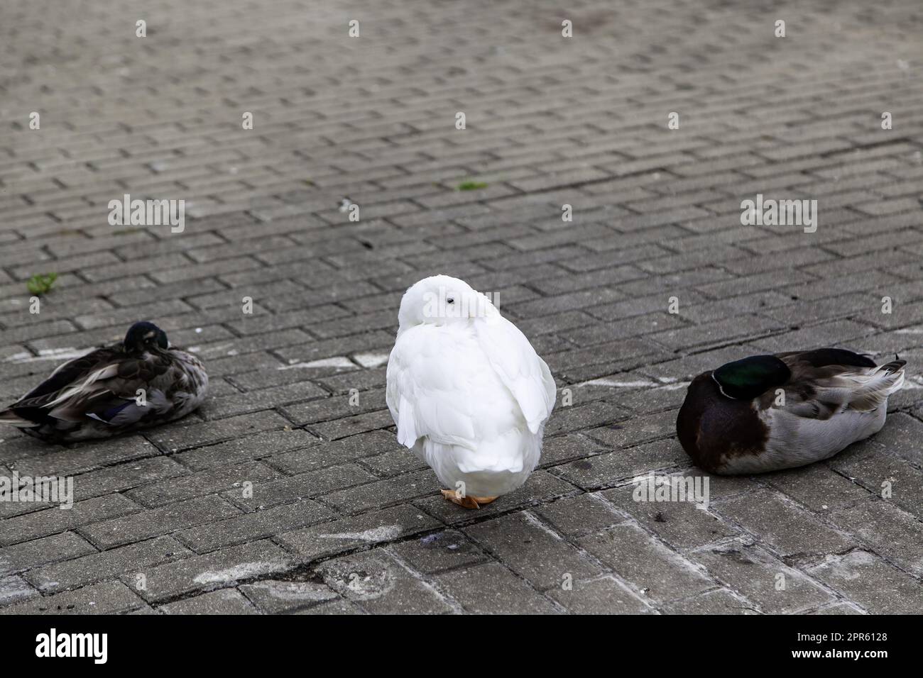 Canards sur un quai de mer Banque D'Images
