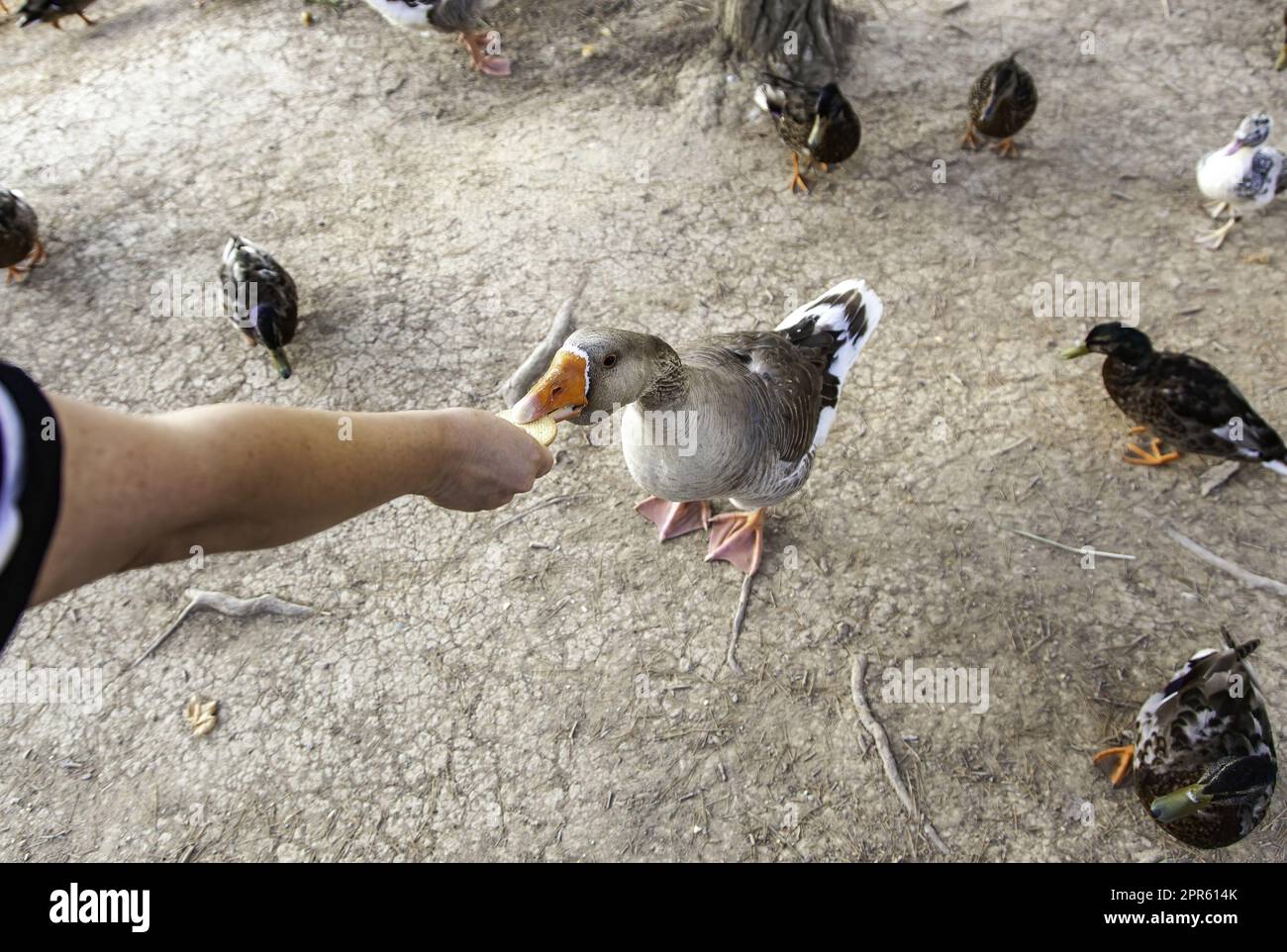 Alimentation des oies dans la forêt Banque D'Images