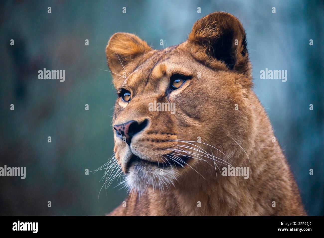 Le lion du prédateur berbère face nad dangereux vue, la meilleure photo Banque D'Images