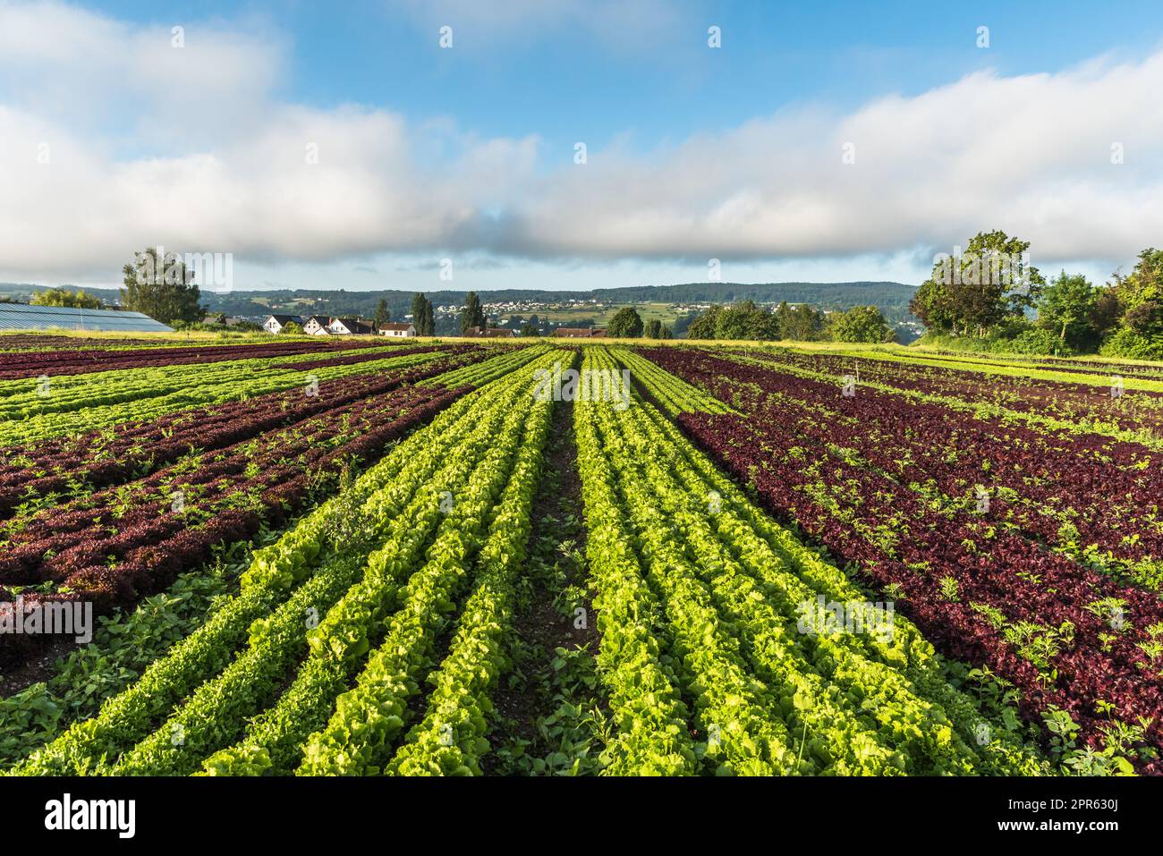 Champs de laitue sur l'île de Reichenau, lac de Constance, Bade-Wurtemberg, Allemagne Banque D'Images