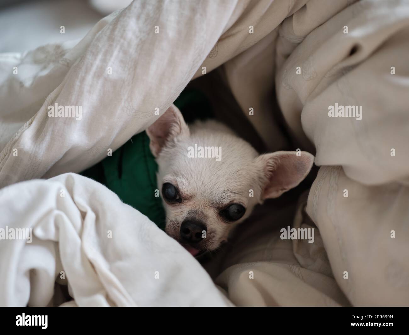 Chien Chihuahua dormant à la maison sur le lit recouvert d'une couverture Banque D'Images