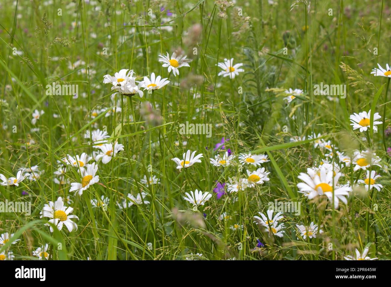 Pâquerette à œil de bœuf (Leucanthemum vulgare) dans le jardin Banque D'Images