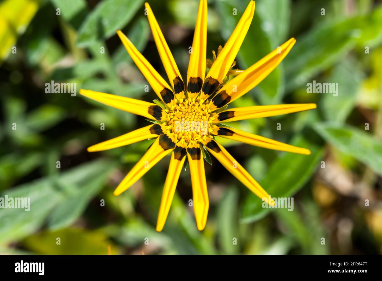 Photo en gros plan d'une fleur jaune de rudbeckia sur fond sombre Banque D'Images