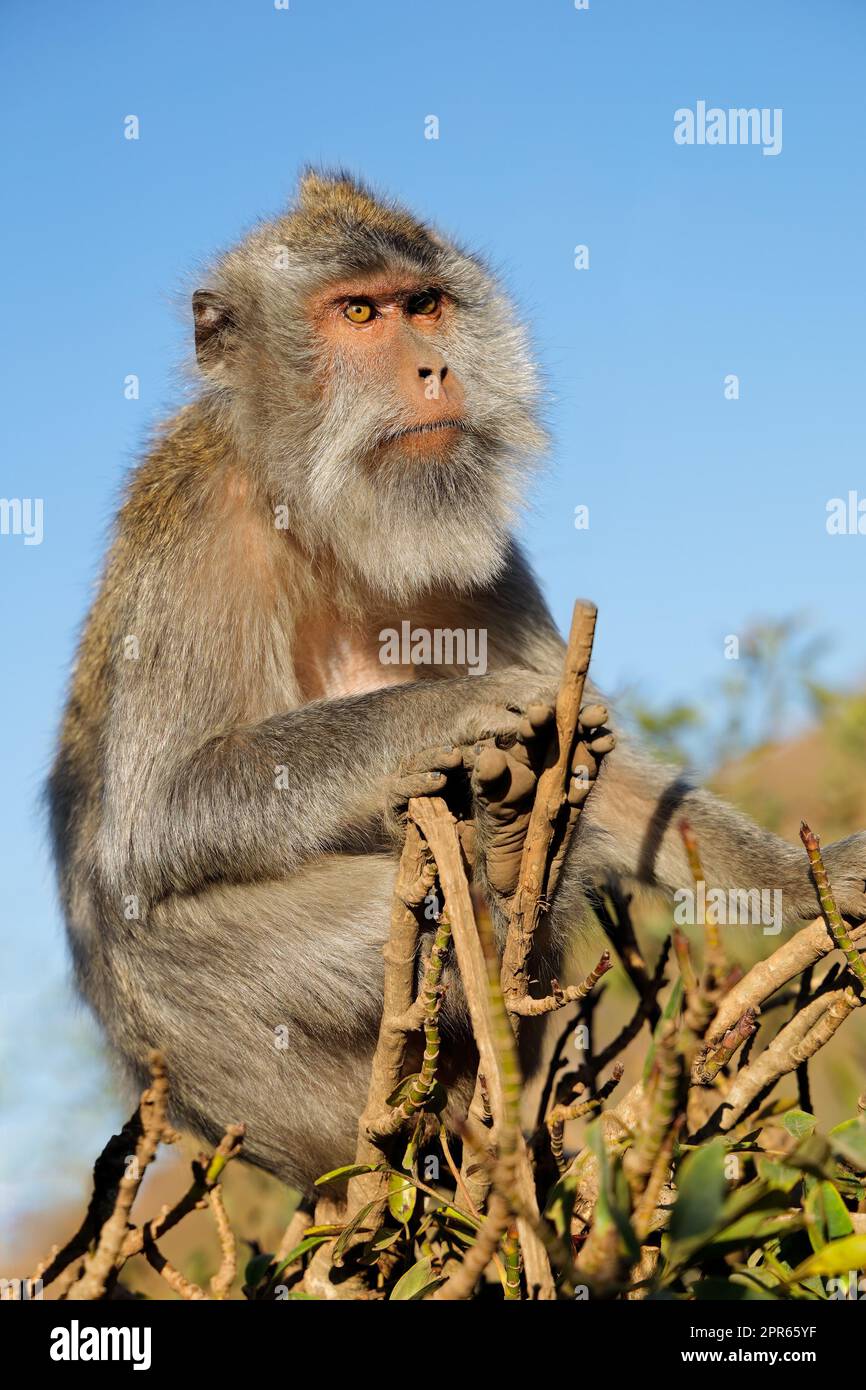 Singe balinais à queue longue - Indonésie Banque D'Images