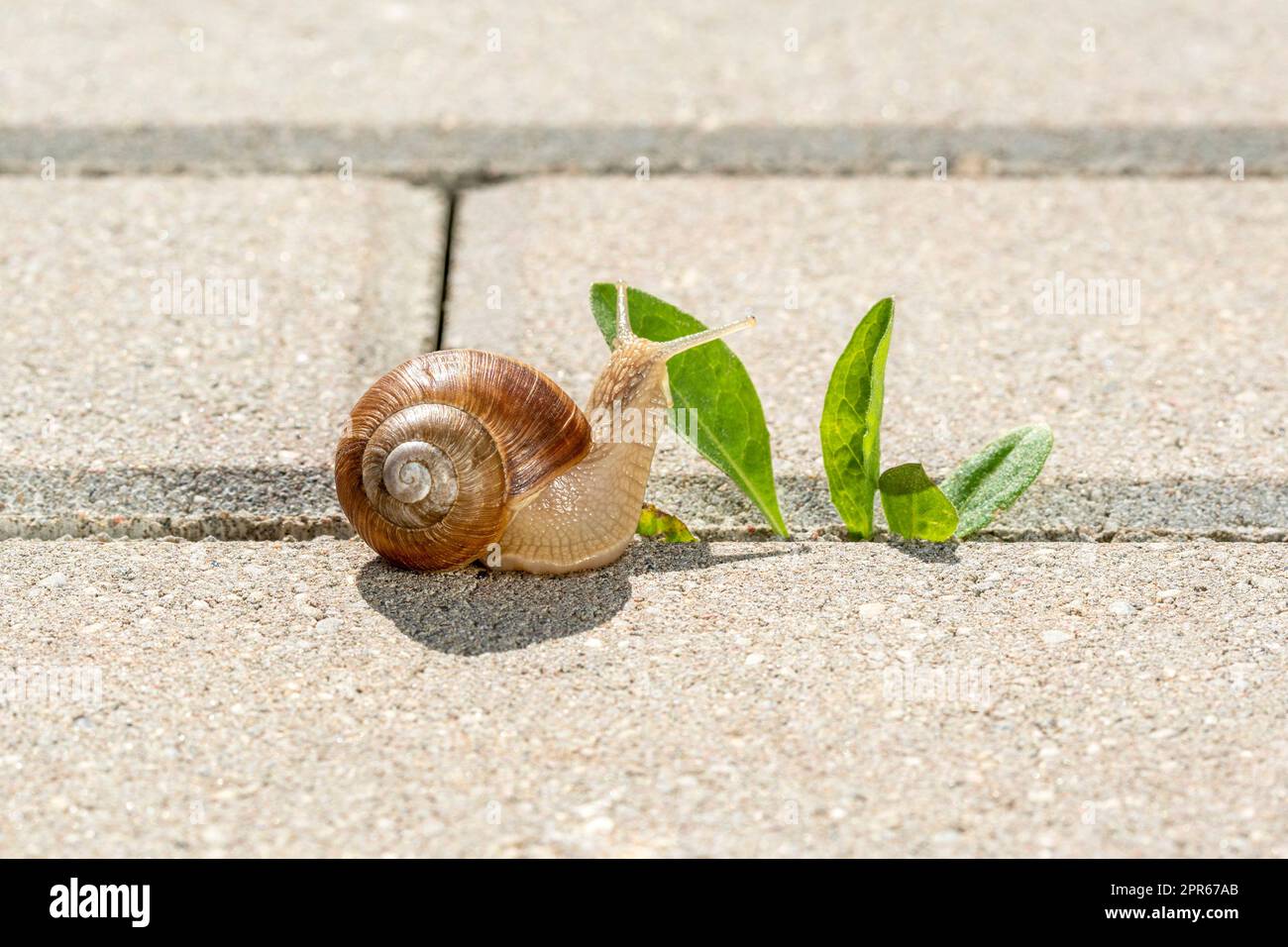Escargot mangeant une plante verte qui pousse sur la chaussée Banque D'Images