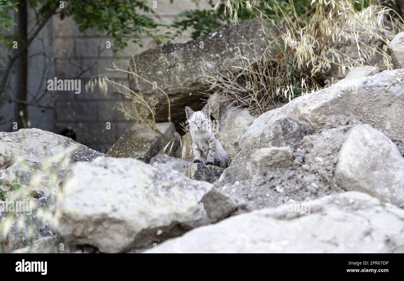 Chat abandonné nouveau-né Banque D'Images