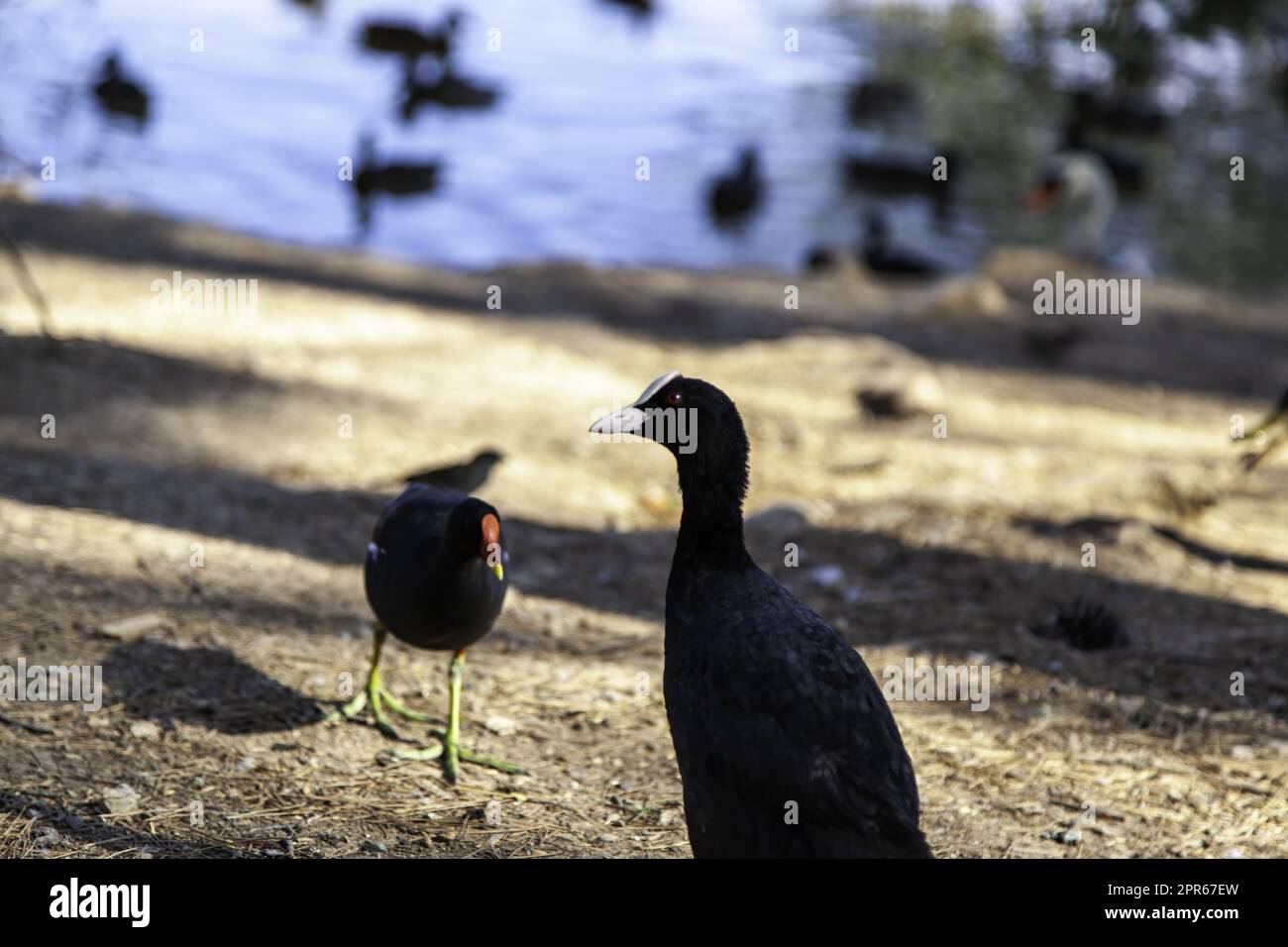 Coot dans un étang Banque D'Images