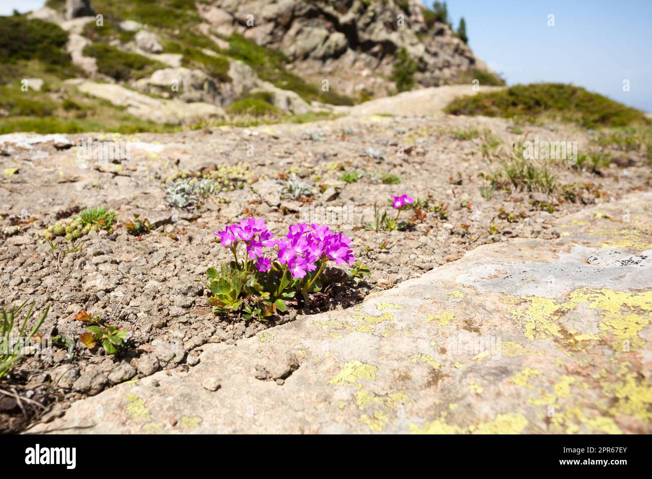 Vue sur les fleurs des montagnes violettes Banque D'Images