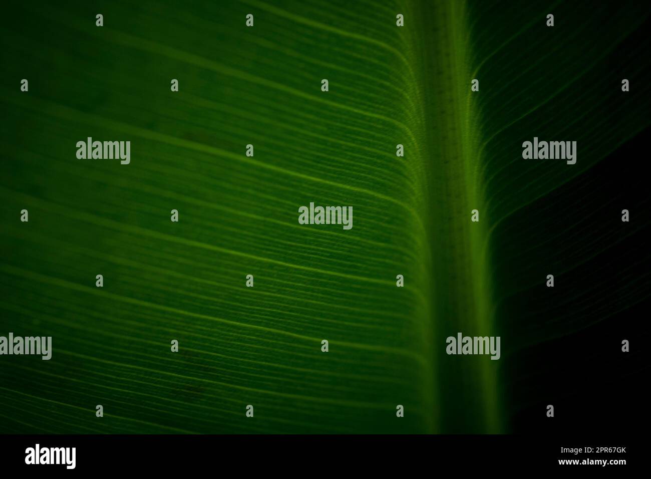 Gros plan abstrait de la feuille verte avec motif de veine en plumes Banque D'Images