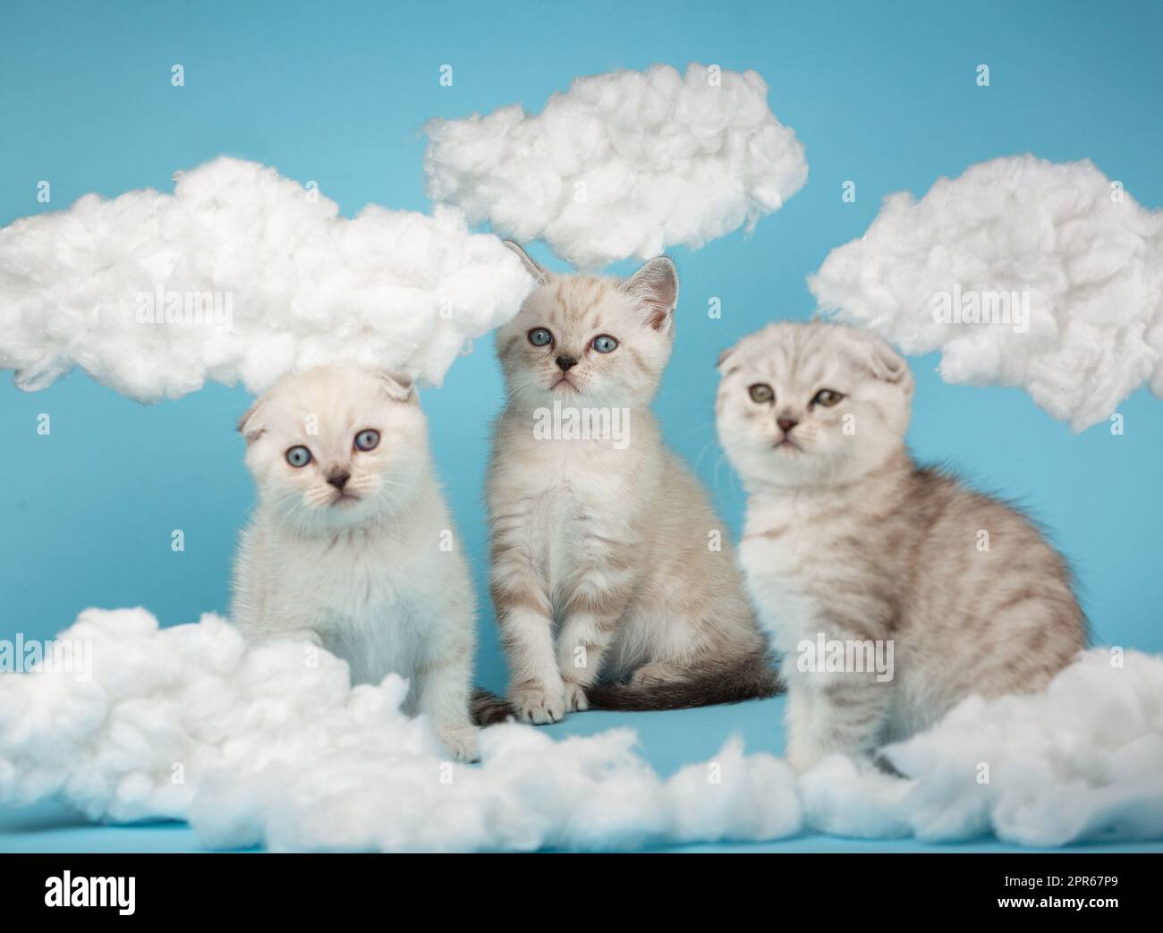 Les chatons écossais à poil court de couleur beige clair sont assis parmi les nuages de coton. Banque D'Images