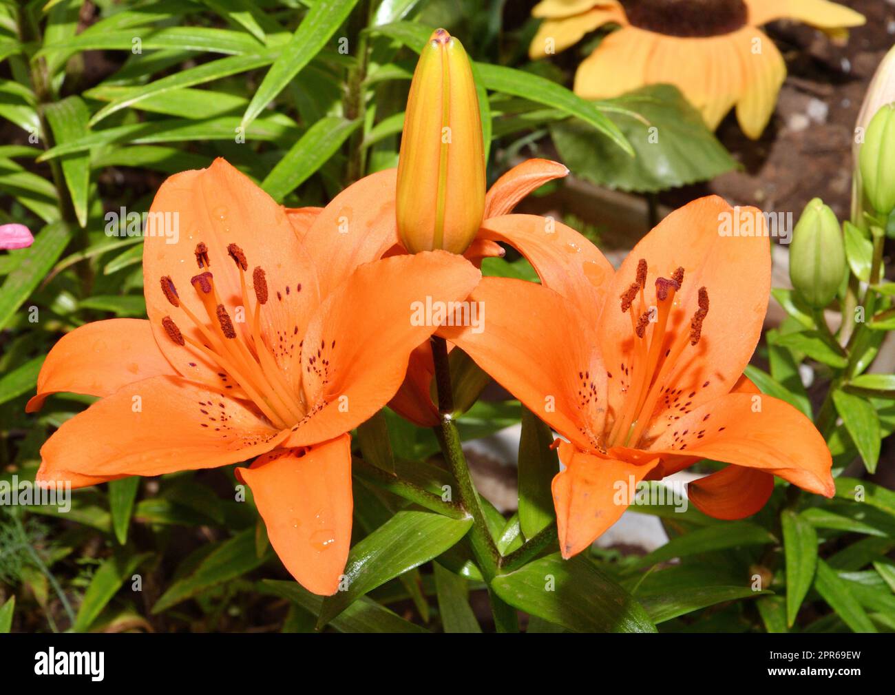 Fleur Lily Asian hybride Tresor couleur orange après la pluie Banque D'Images