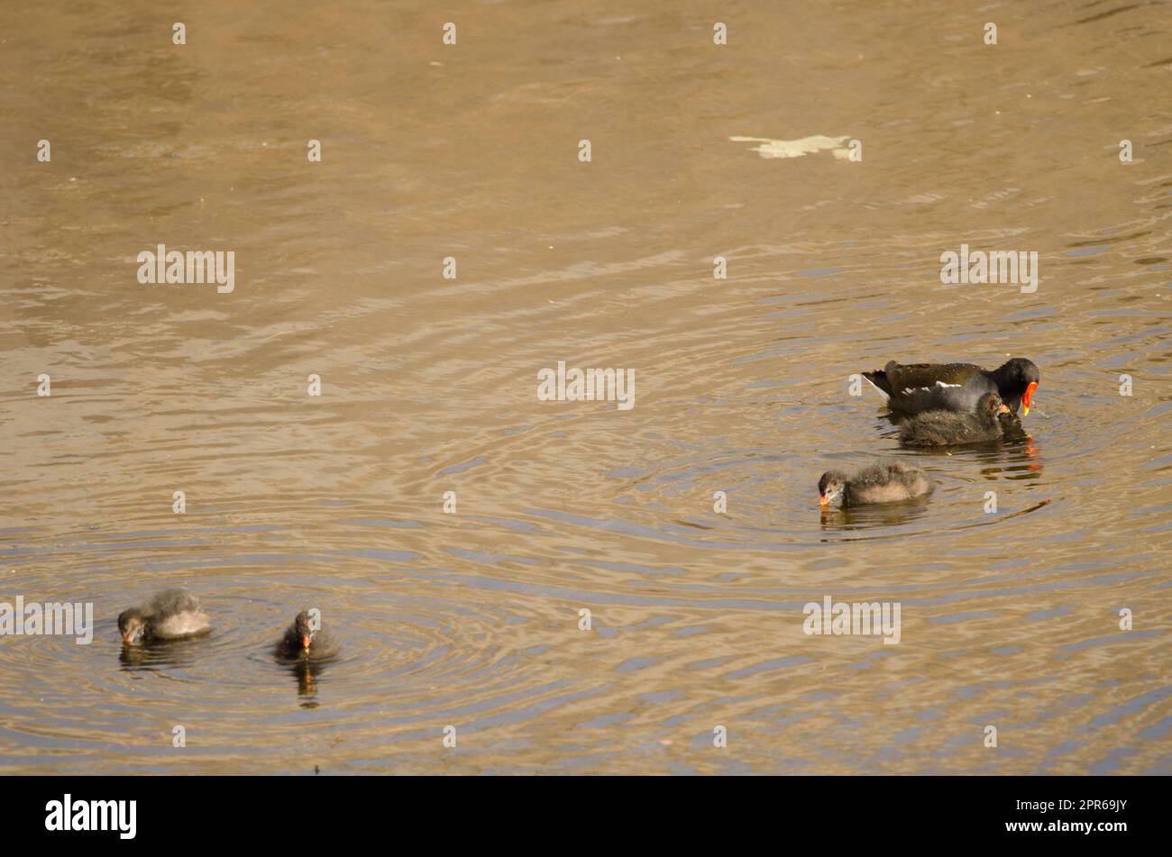 Moorhen commun eurasien avec ses poussins. Banque D'Images