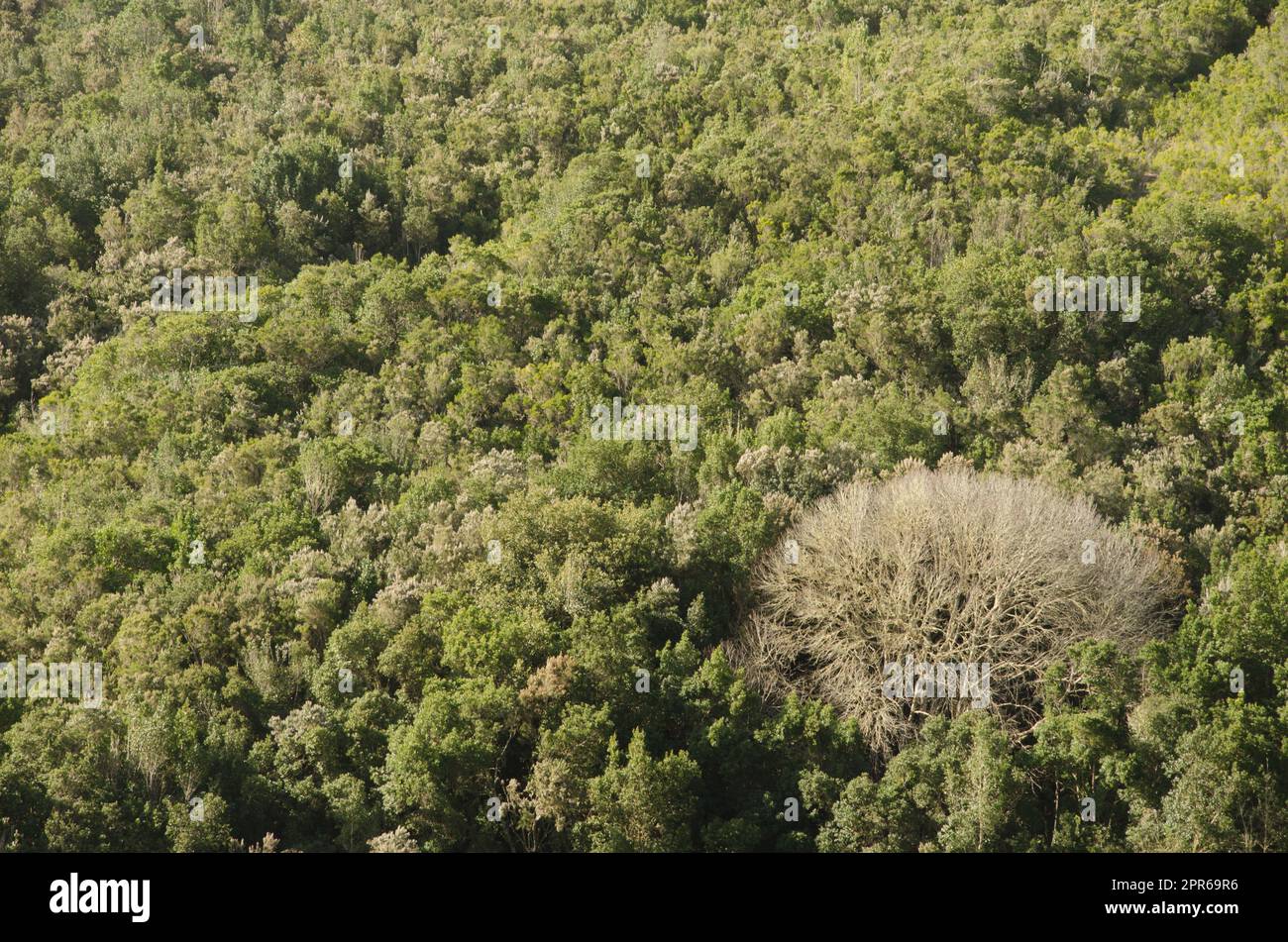 Châtaigne sucrée dans une forêt à feuilles persistantes. Banque D'Images