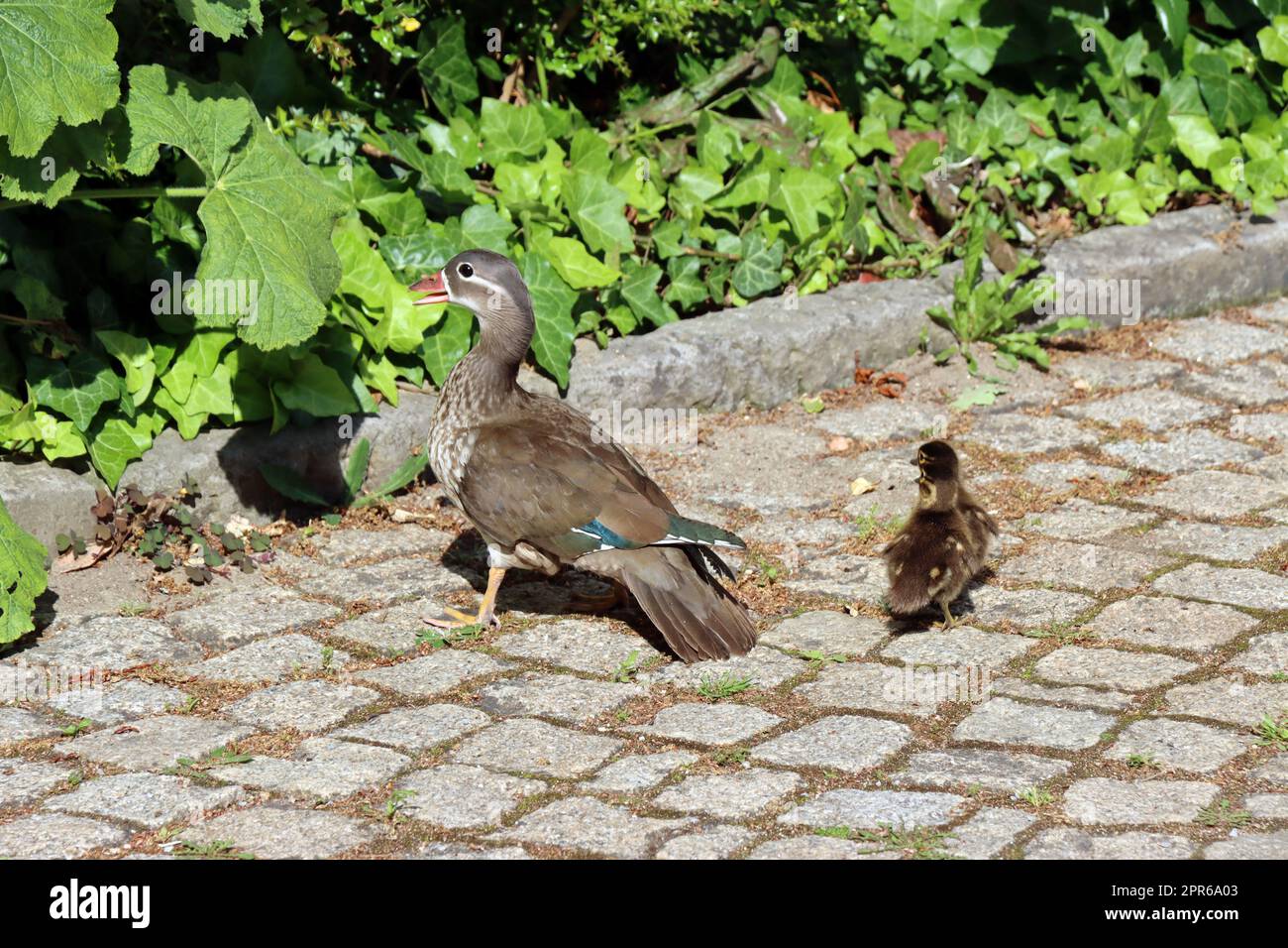 Weibliche Mandarinente (Aix galericulata) mit Küken Banque D'Images