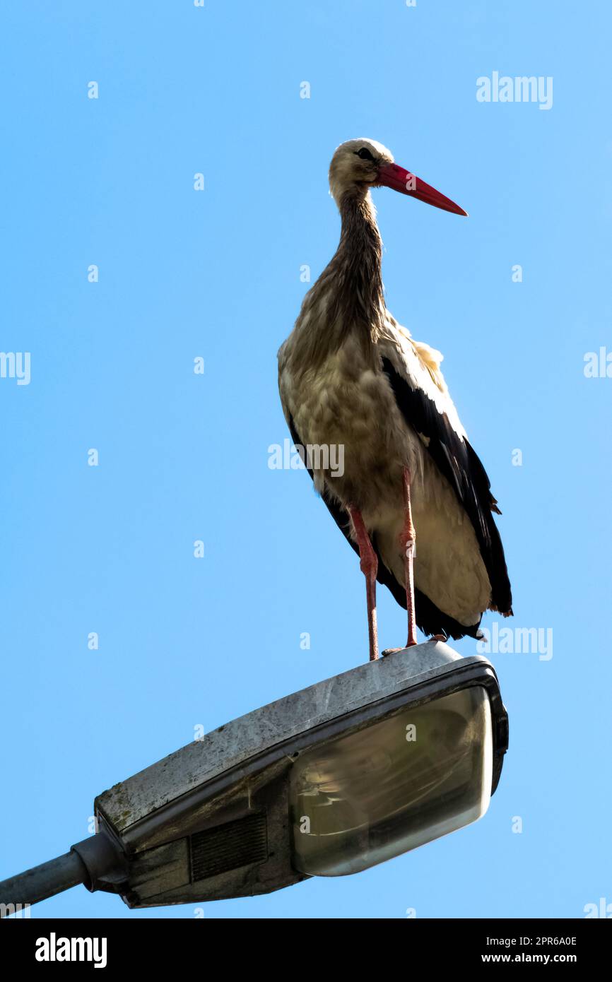 Ciconie blanche (Ciconia ciconia) adulte sur la lampe de rue - Choczewo, Pomerania, Pologne Banque D'Images