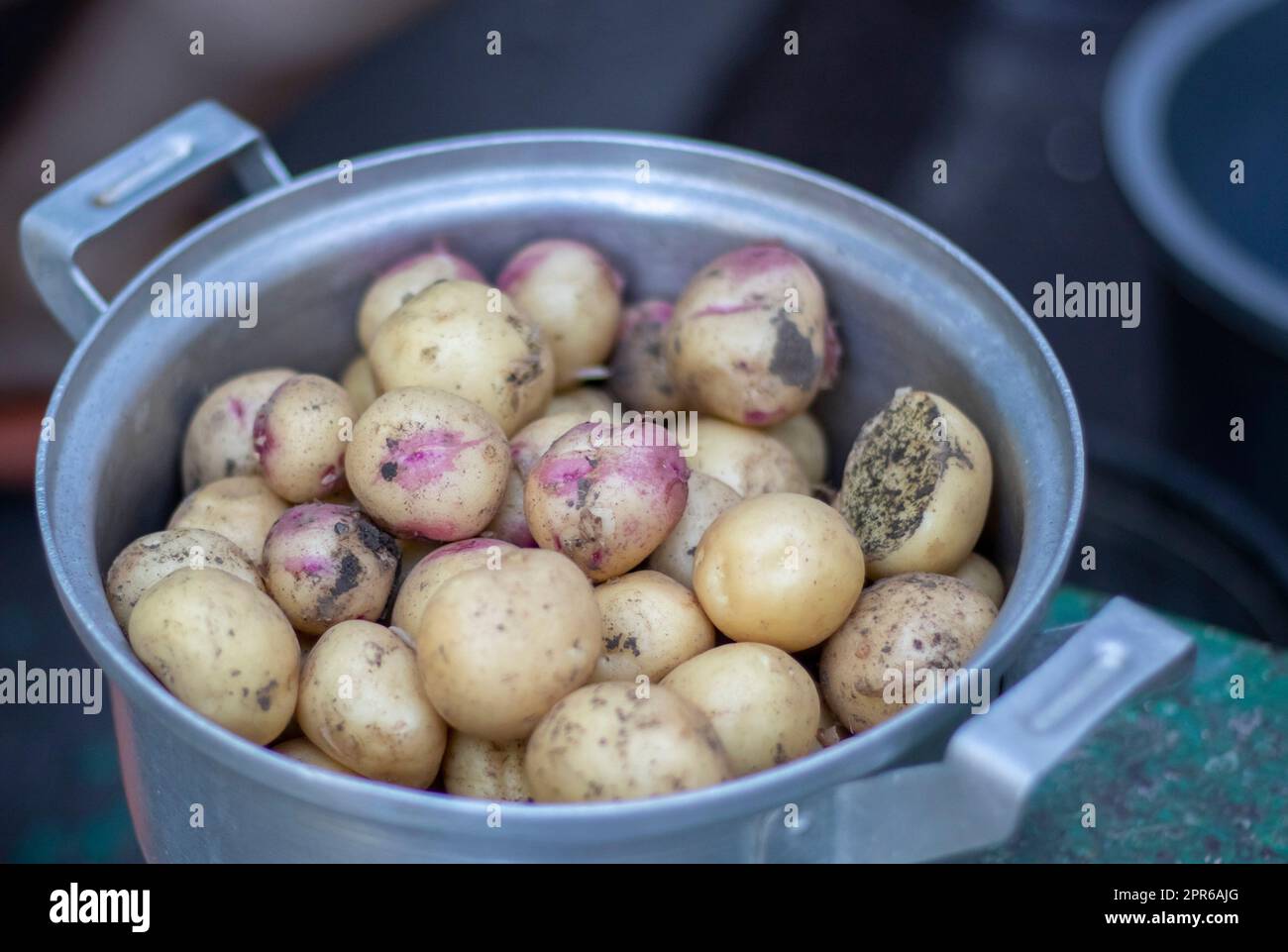 Casserole en acier inoxydable avec pommes de terre neuves brutes non pelées en foyer sélectif. Gros plan de pommes de terre à la peau jaune et rouge. Un pot dans lequel les pommes de terre viennent d'être creusées, recouvertes de terre. Banque D'Images