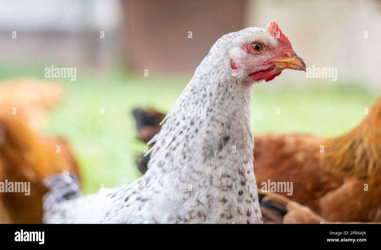 Poulets à la ferme, concept de volaille. Poulet blanc en vrac à l'extérieur. Oiseau drôle sur une ferme bio. Oiseaux domestiques sur une ferme de l'aire de répartition libre. Élevage de poulets. Marchez dans la cour. Industrie agricole. Banque D'Images