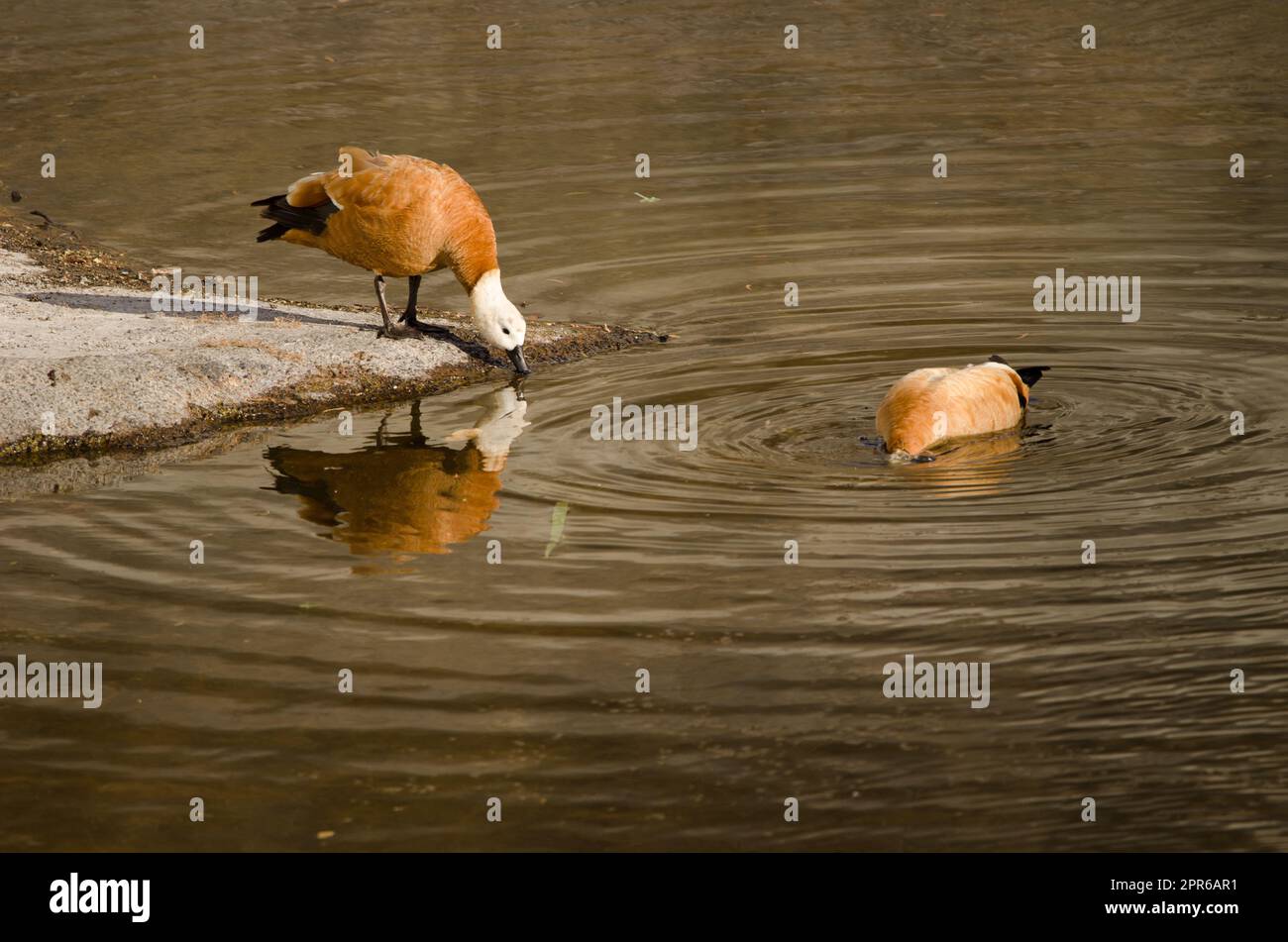 Paire de canards de protection à la recherche de nourriture. Banque D'Images