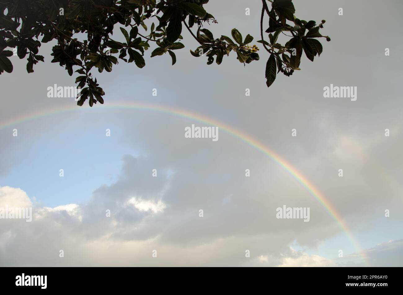 Arc-en-ciel sous un loquat. Banque D'Images