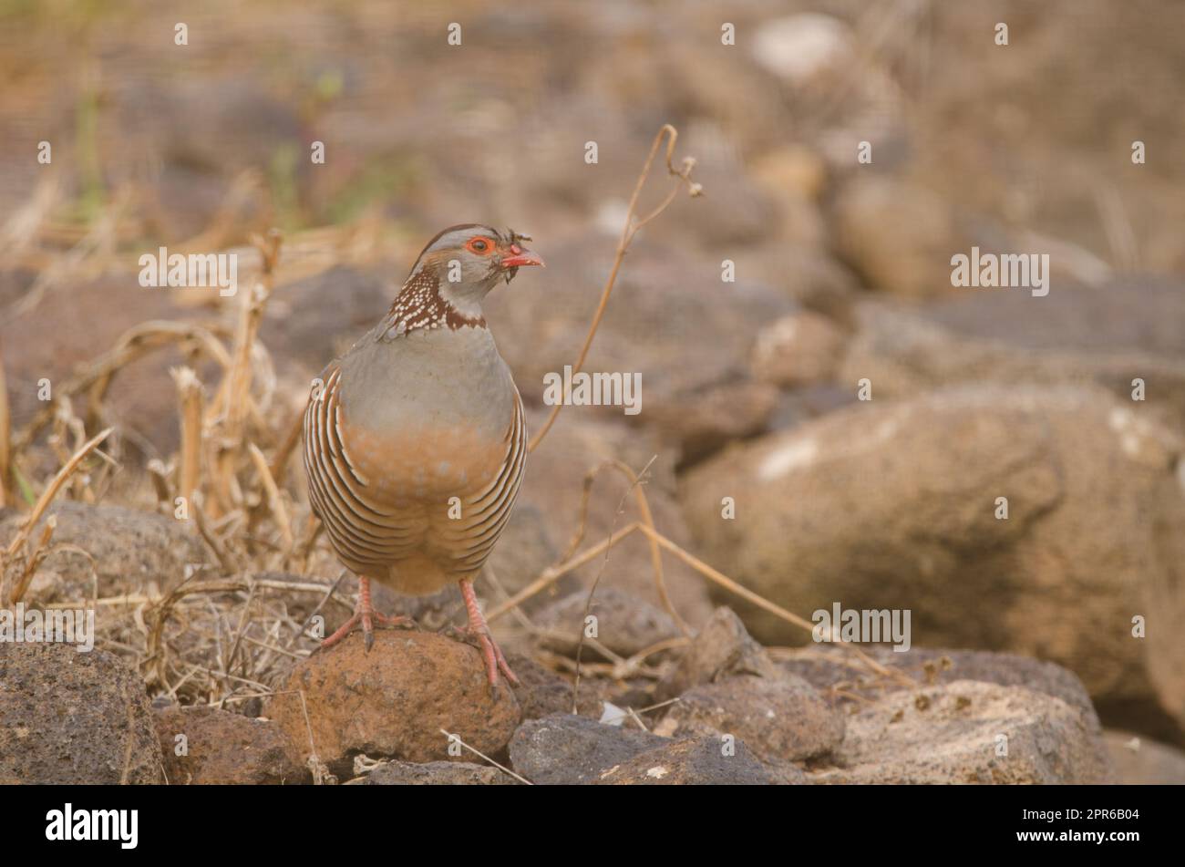 Barbary partridge Alectoris barbara koenigi. Banque D'Images