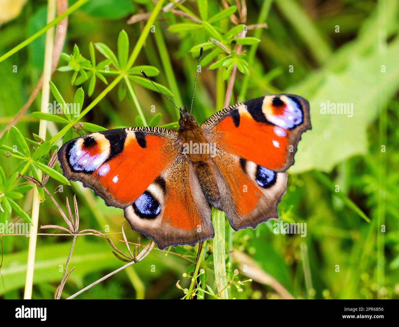 Allemagne, Hamm, Maximilianpark - papillon jour-oeil Banque D'Images