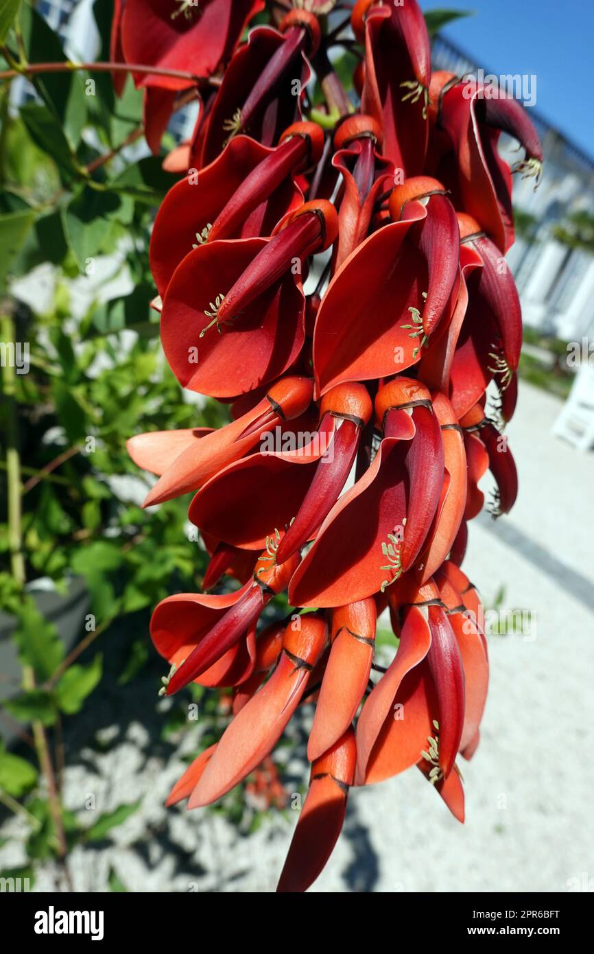 Korallenbaum (Erythrina crista-galli) - coeur Blüte Banque D'Images