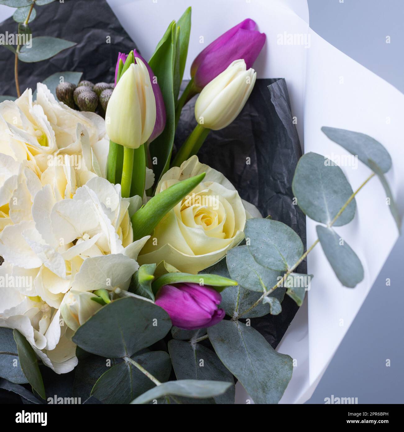 Gros plan d'un demi-bouquet de tulipes, d'hortensia blanc et de brindilles d'eucalyptus sur fond bleu. Banque D'Images