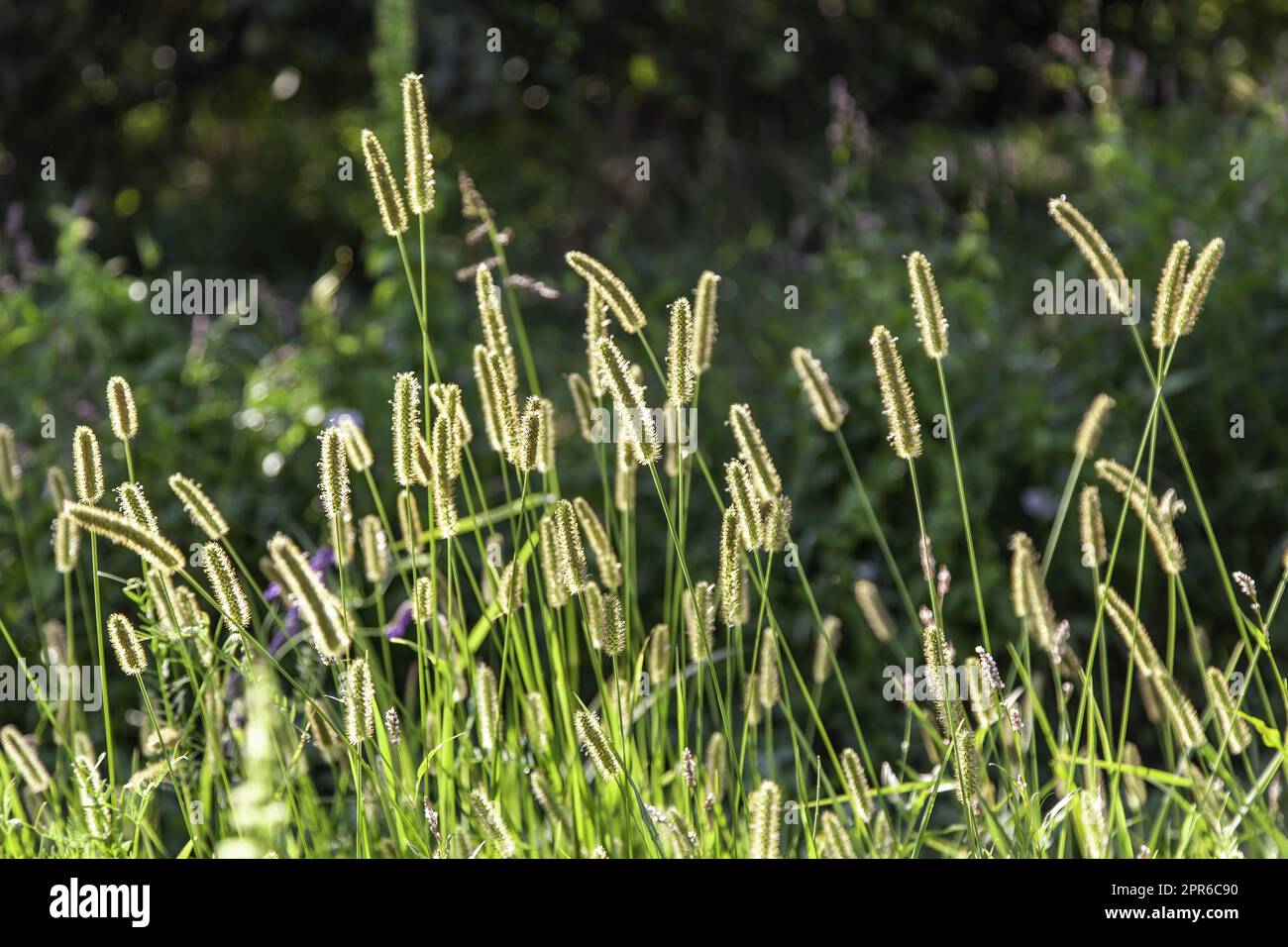 Champ de blé au soleil Banque D'Images