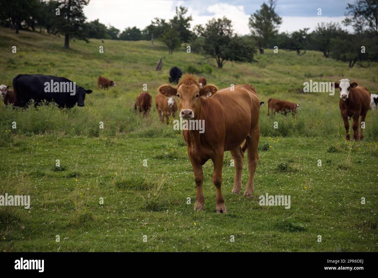 troupeau de vaches brunes dans la campagne verte ferme laitière agriculture animale Banque D'Images