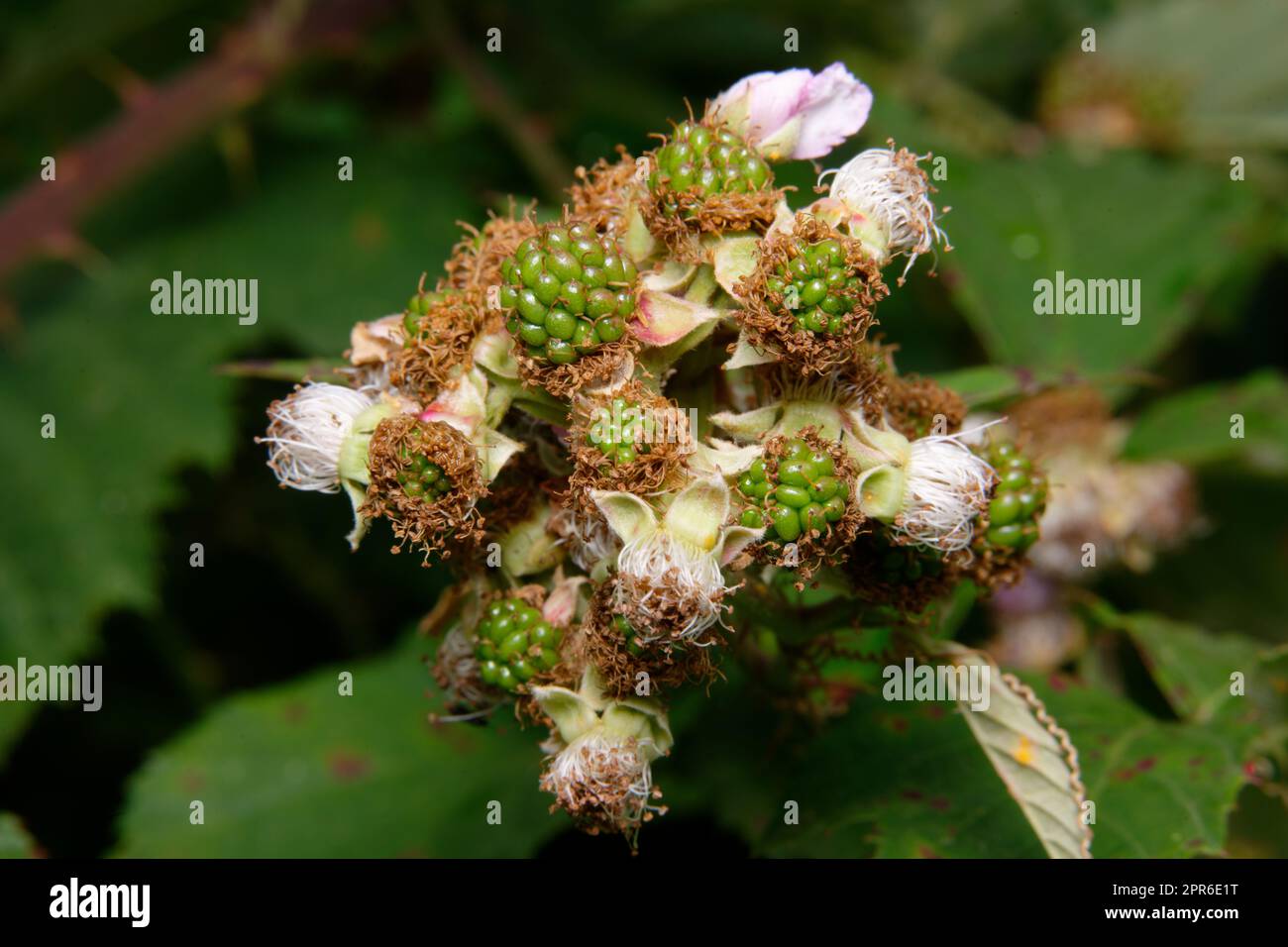 jeunes fruits verts et fleurs flétrissent d'un blackberry en été Banque D'Images