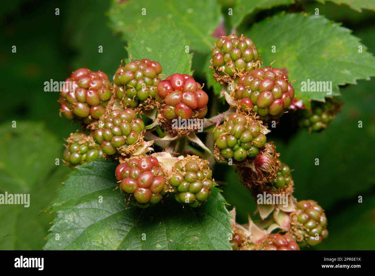 jeunes fruits verts et rouges et fleurs flétrissent d'un blackberry en été Banque D'Images