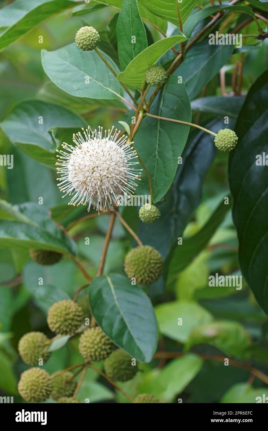 Image en gros plan des fleurs et des fruits du butonbuisson Banque D'Images