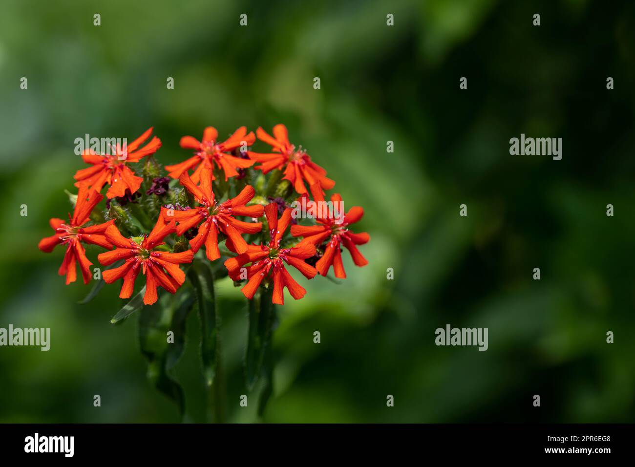 Silene chalcedica fleur dans un jardin Banque D'Images