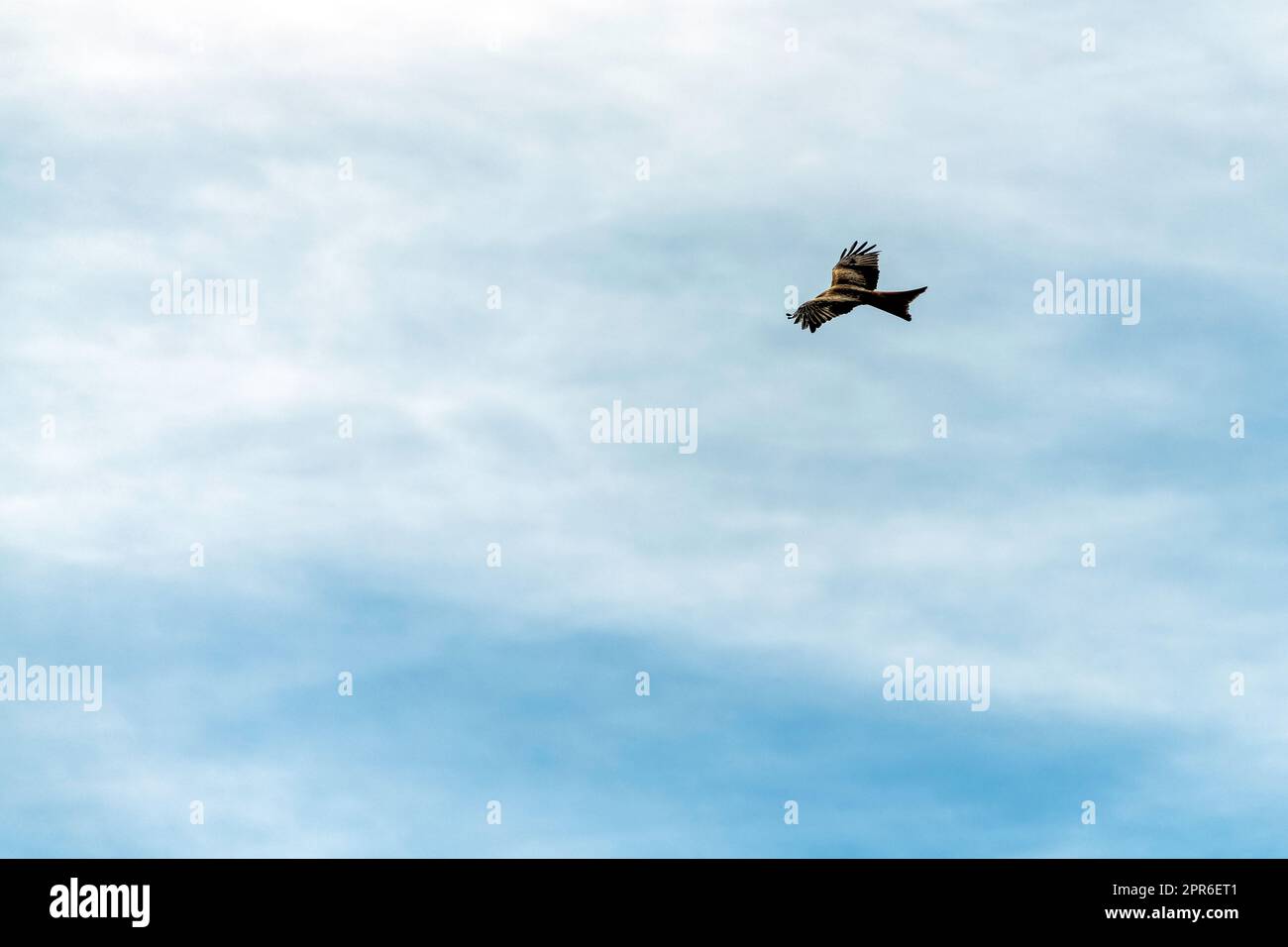 Cerf-volant rouge (Milvus milvus) sur le ciel britannique Banque D'Images