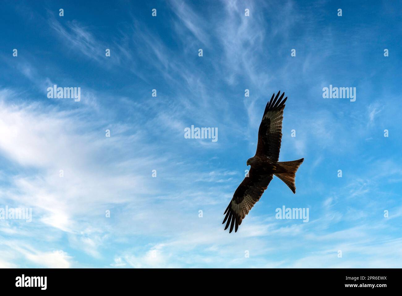Cerf-volant rouge (Milvus milvus) sur le ciel britannique Banque D'Images