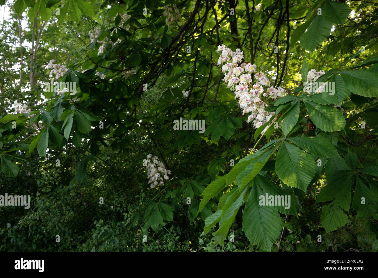 Châtaignier en fleur au printemps Banque D'Images