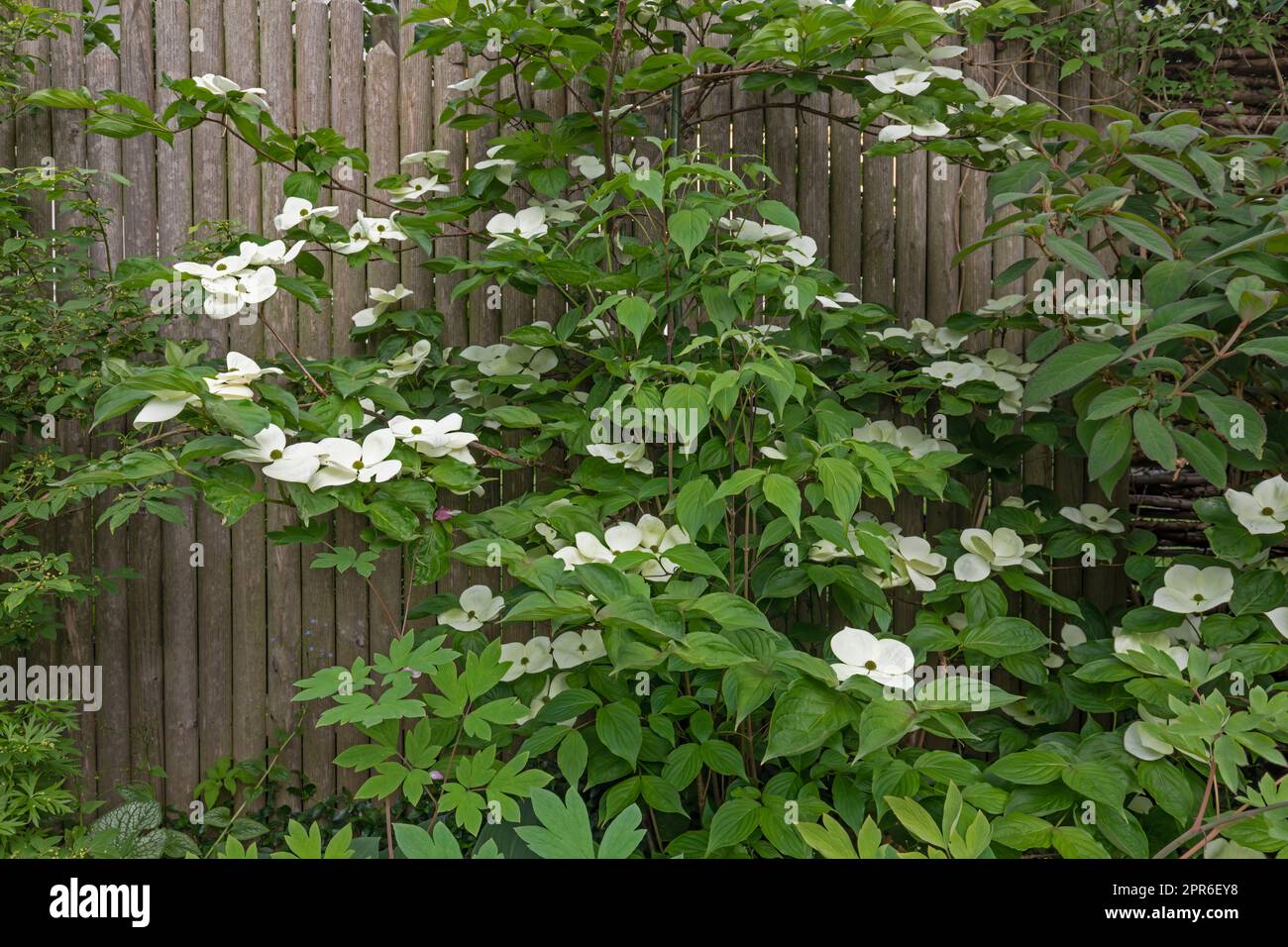 Le cornus kousa fleurit au printemps Banque D'Images