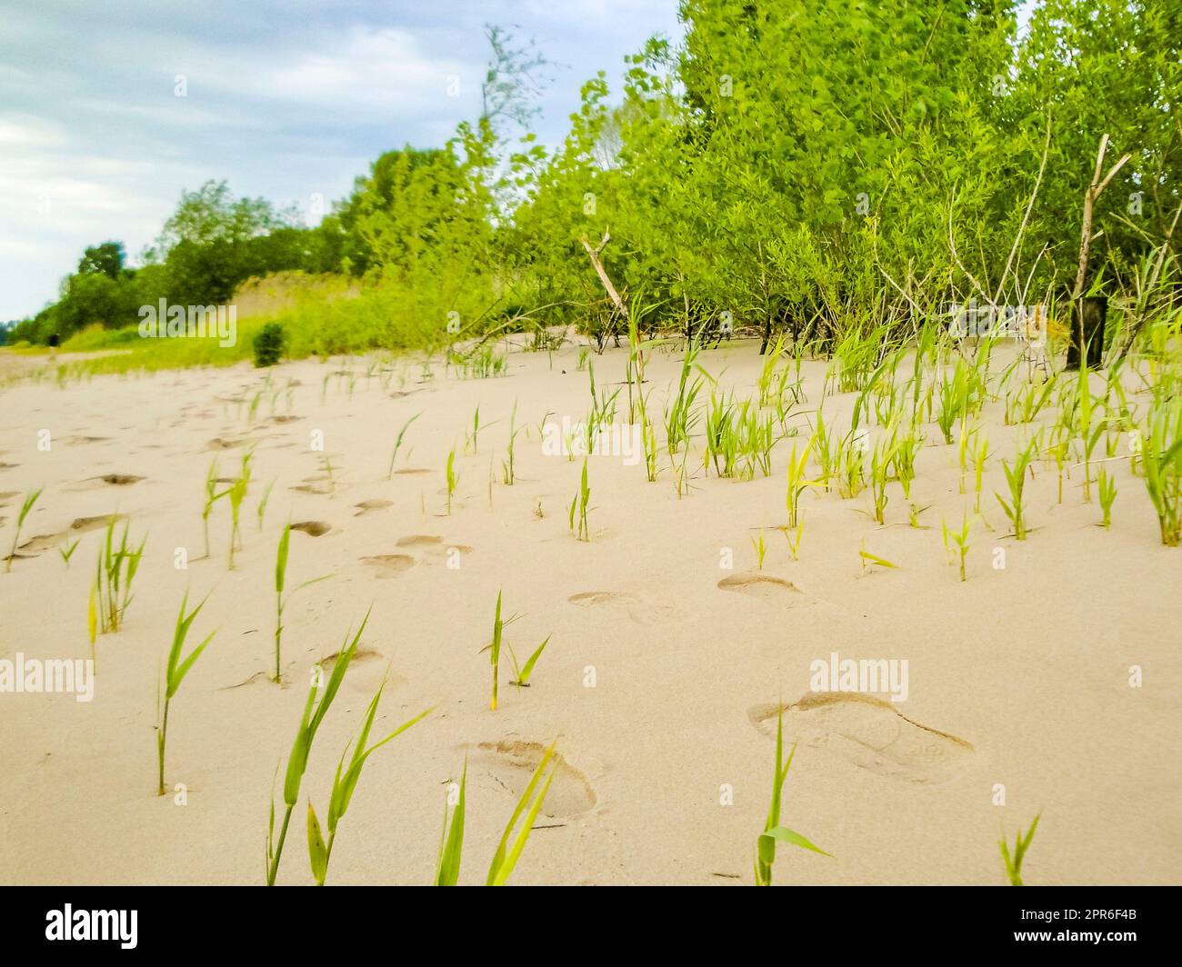 Wadden mer tidelands côte plage eau paysage Harrier Sand Allemagne. Banque D'Images